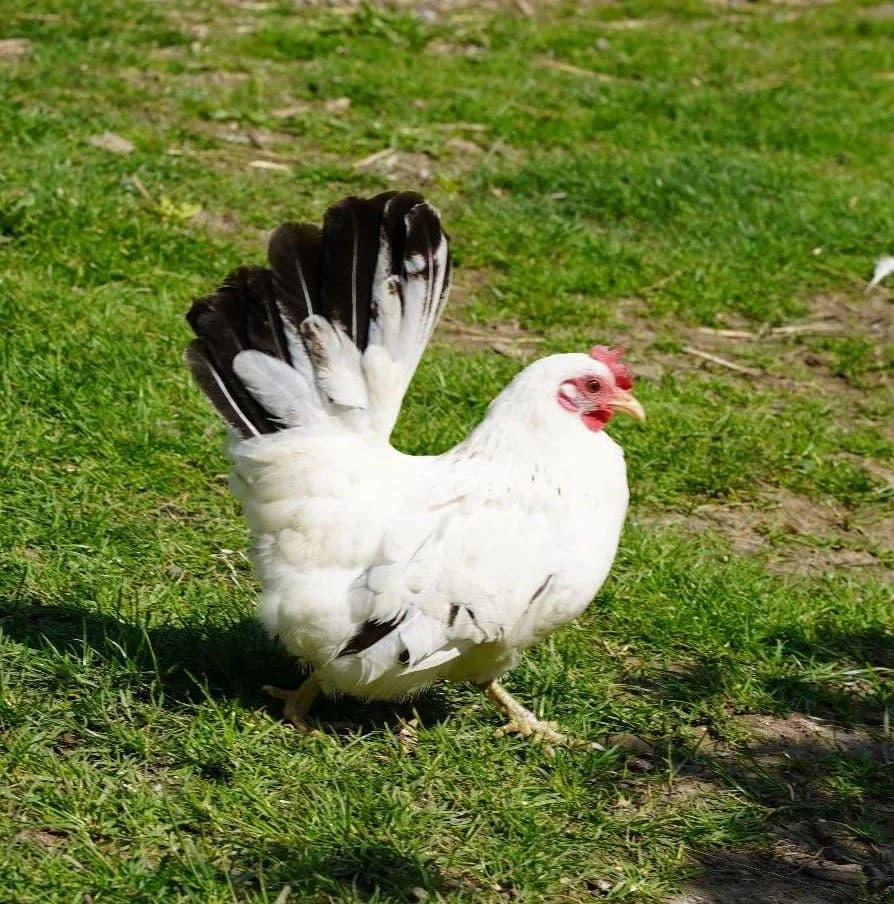 LOUKIA, female mixed breed for adoption at Help Animals, Brussels — photo 2 of 4