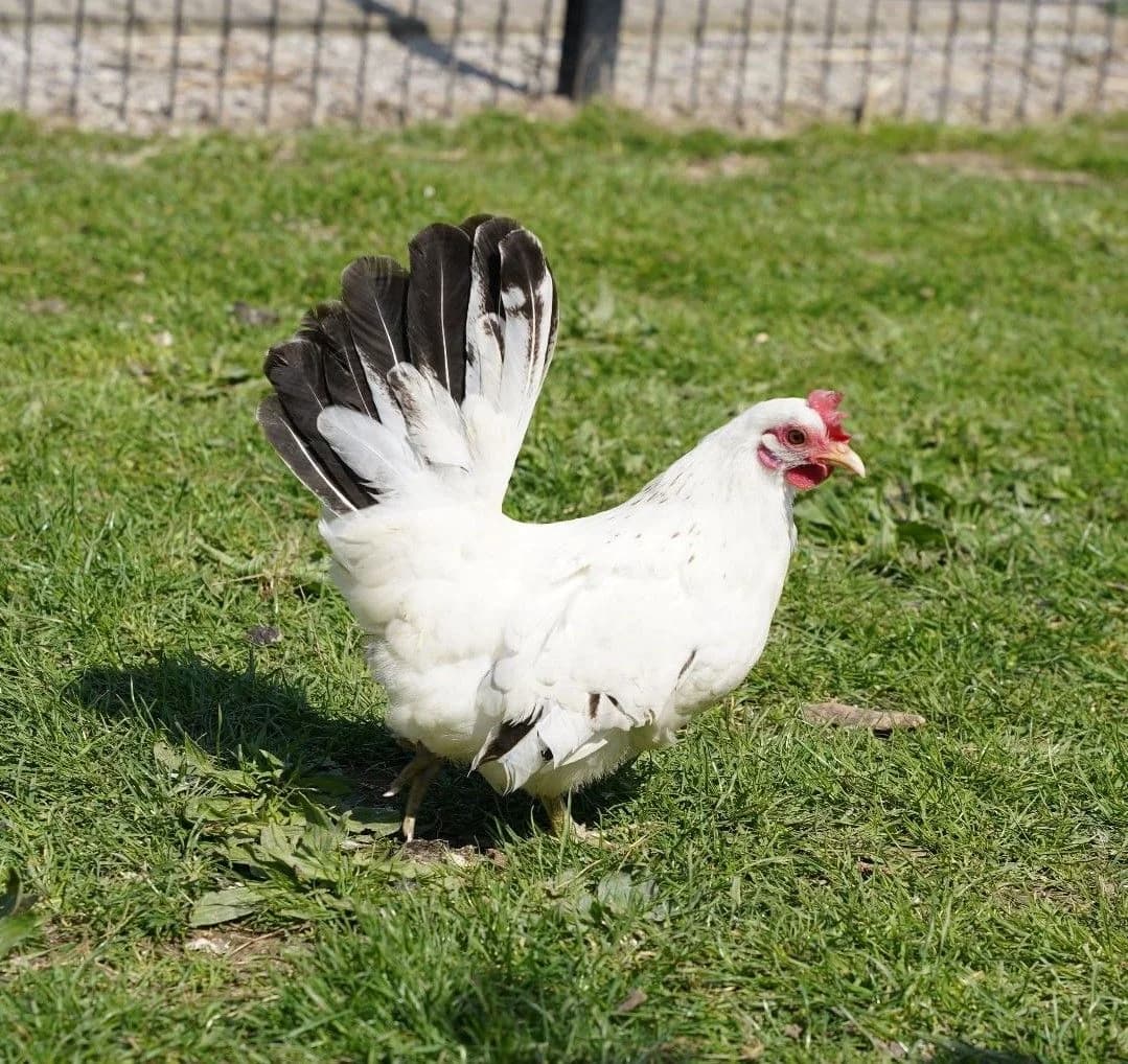 LOUKIA, female mixed breed for adoption at Help Animals, Brussels — photo 3 of 4