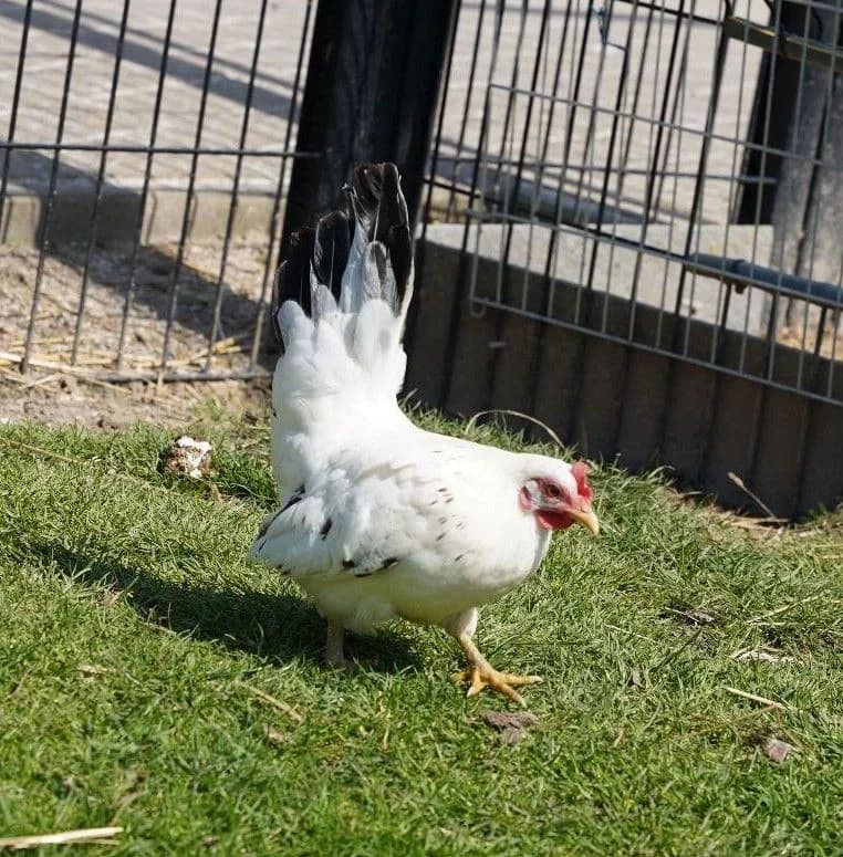 LOUKIA, female mixed breed for adoption at Help Animals, Brussels — photo 4 of 4