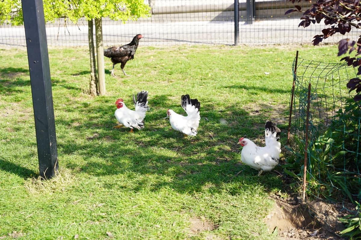 REGIS, female mixed breed for adoption at Help Animals, Brussels