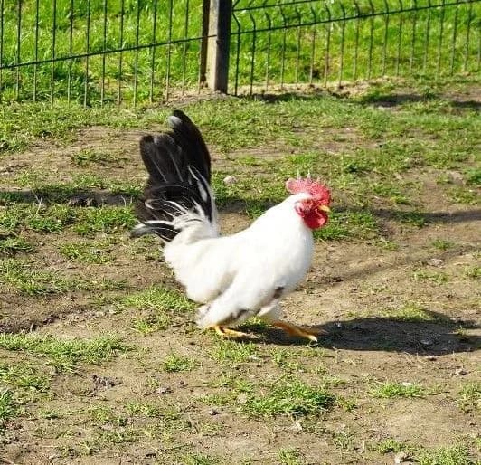 REGIS, female mixed breed for adoption at Help Animals, Brussels — photo 2 of 3