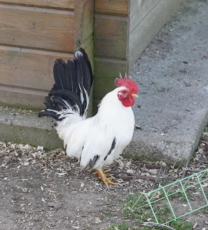 REGIS, female mixed breed for adoption at Help Animals, Brussels — photo 3 of 3