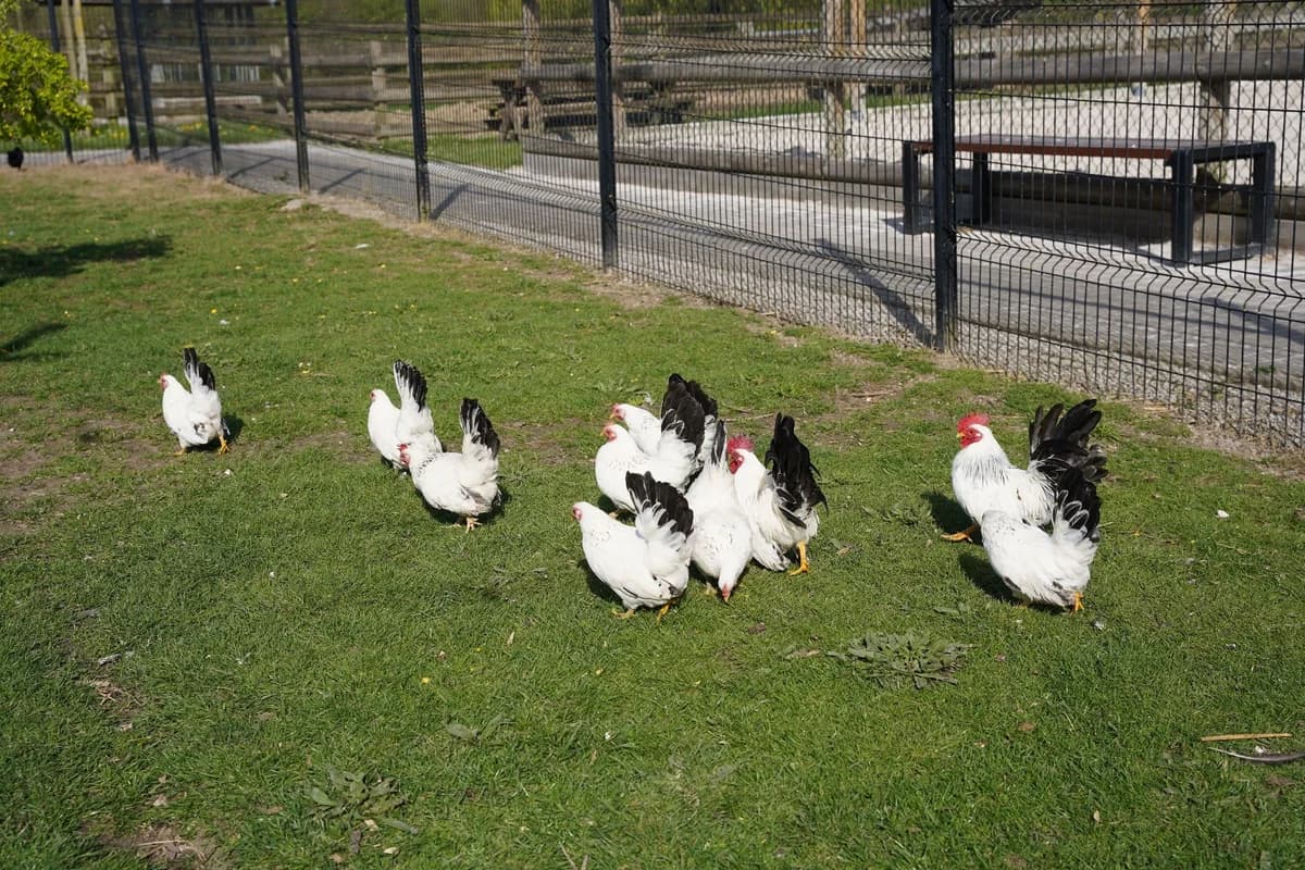 PIAFETTE, female mixed breed for adoption at Help Animals, Brussels