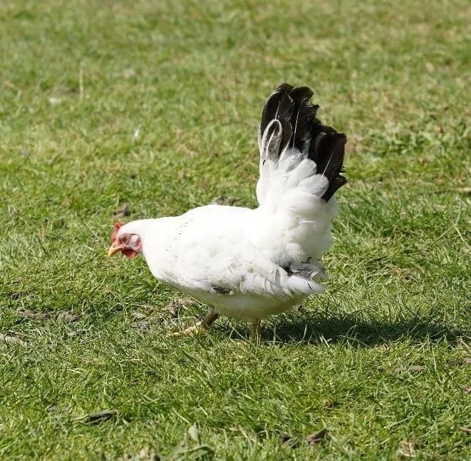 PIAFETTE, female mixed breed for adoption at Help Animals, Brussels — photo 2 of 3