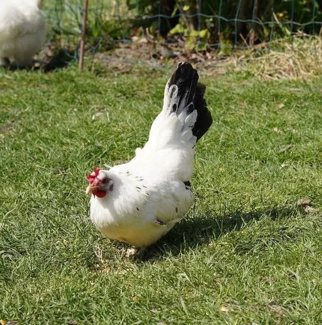 PIAFETTE, female mixed breed for adoption at Help Animals, Brussels — photo 3 of 3