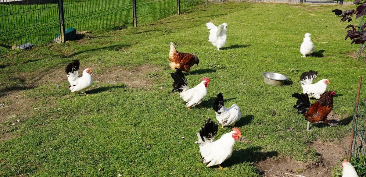 AUBE, female mixed breed for adoption at Help Animals, Brussels