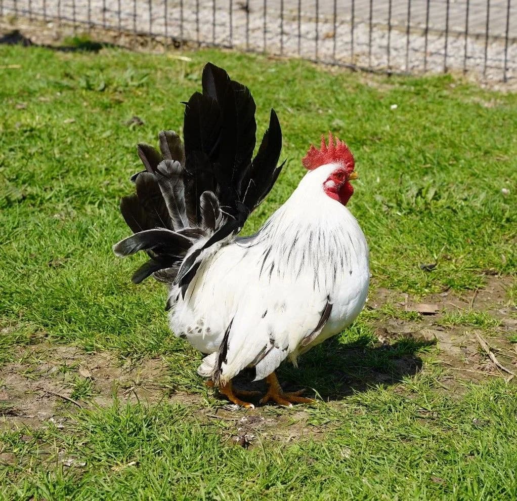AUBE, female mixed breed for adoption at Help Animals, Brussels — photo 2 of 3