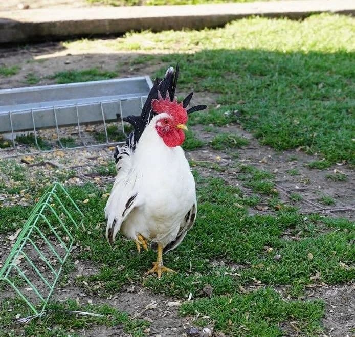 AUBE, female mixed breed for adoption at Help Animals, Brussels — photo 3 of 3