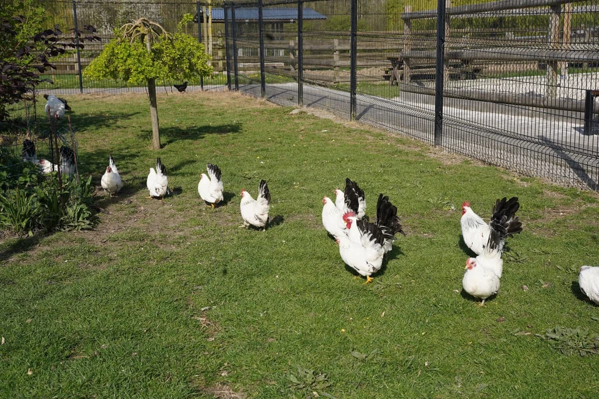 LANA, female mixed breed for adoption at Help Animals, Brussels