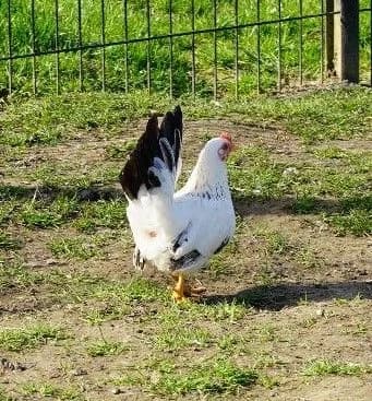 LANA, female mixed breed for adoption at Help Animals, Brussels — photo 2 of 3