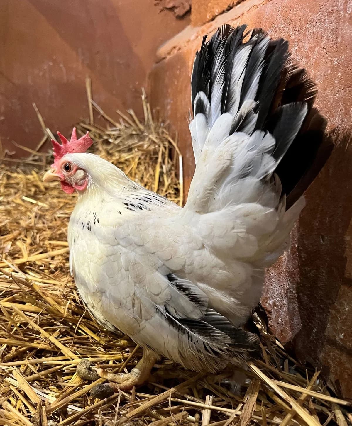 LANA, female mixed breed for adoption at Help Animals, Brussels — photo 3 of 3