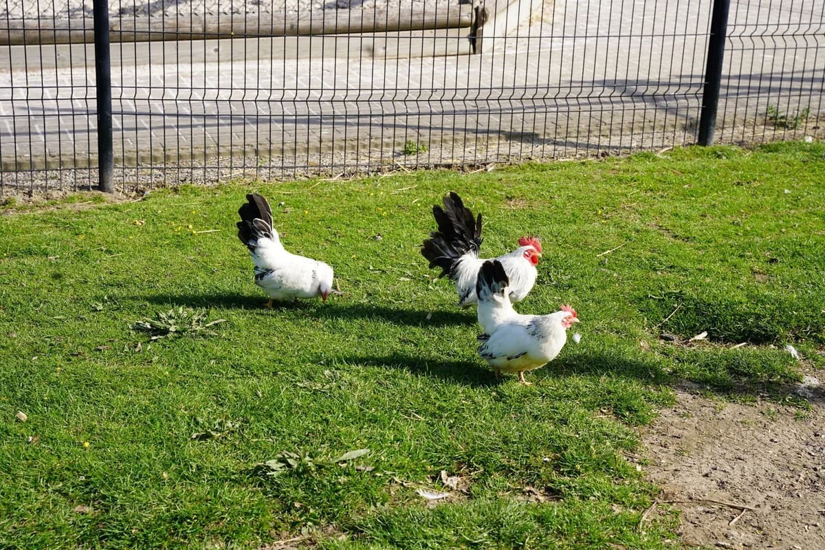 KIDDA, female puppy mixed breed for adoption at Help Animals, Brussels