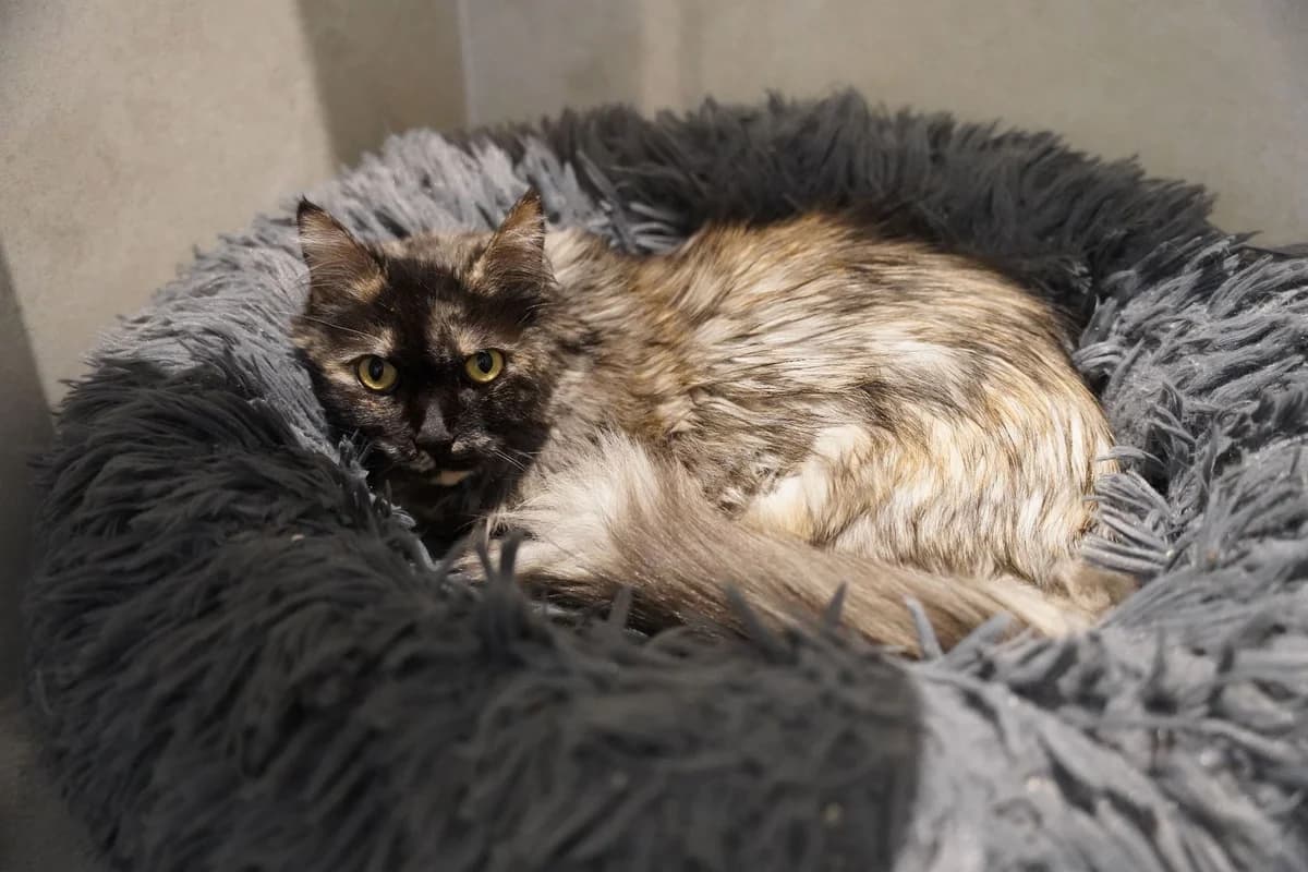 SUSHI, female 5yo Mixed Breed for adoption at Help Animals, Brussels