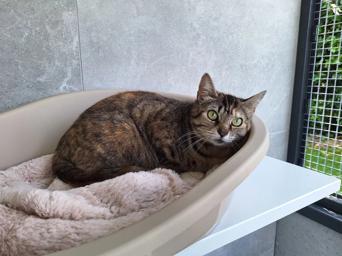 MARTA, female young European Shorthair for adoption at Help Animals, Brussels