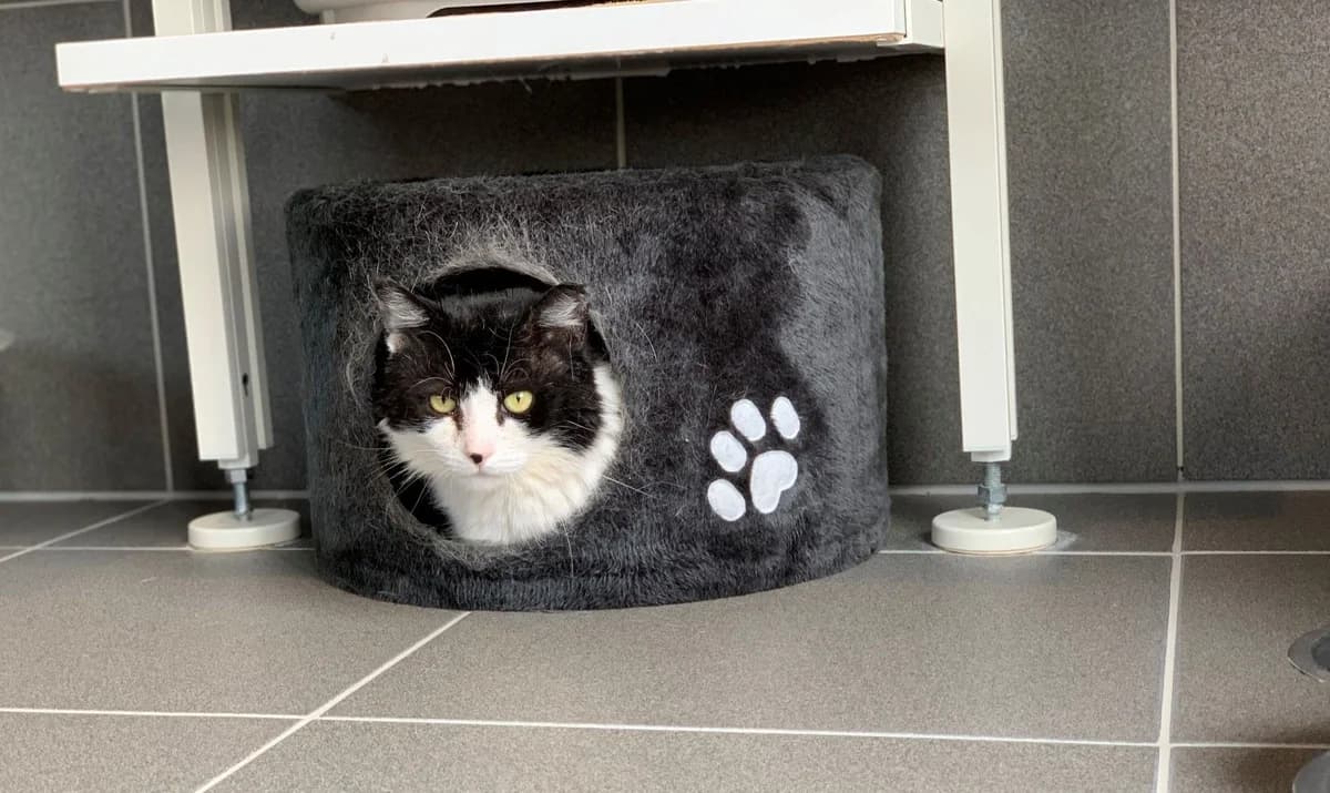 CIBOULET, male 3yo European Shorthair for adoption at Help Animals, Brussels
