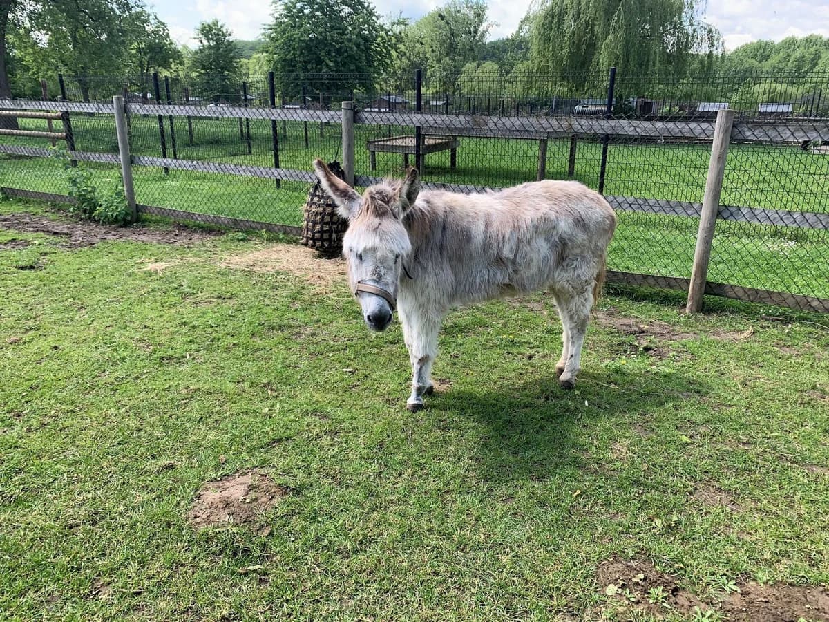 BIGOUDI, female senior mixed breed for adoption at Help Animals, Brussels