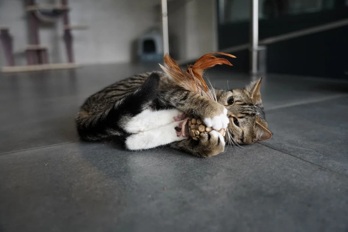 COLOMBE, female European Shorthair for adoption at Help Animals, Brussels