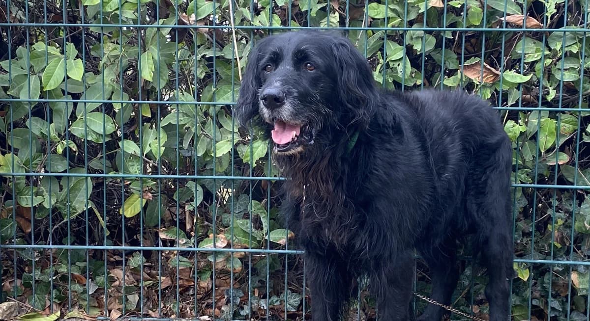 BLACKY, male senior Border Collie for adoption at Help Animals, Brussels