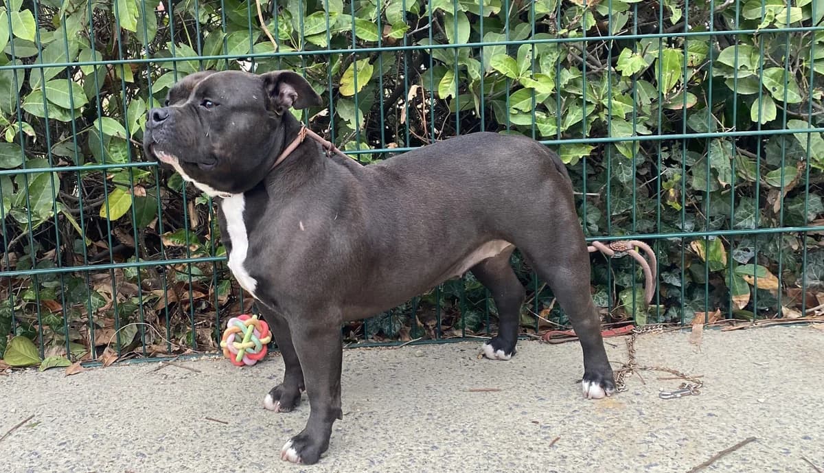 MILA, female mixed breed for adoption at Help Animals, Brussels