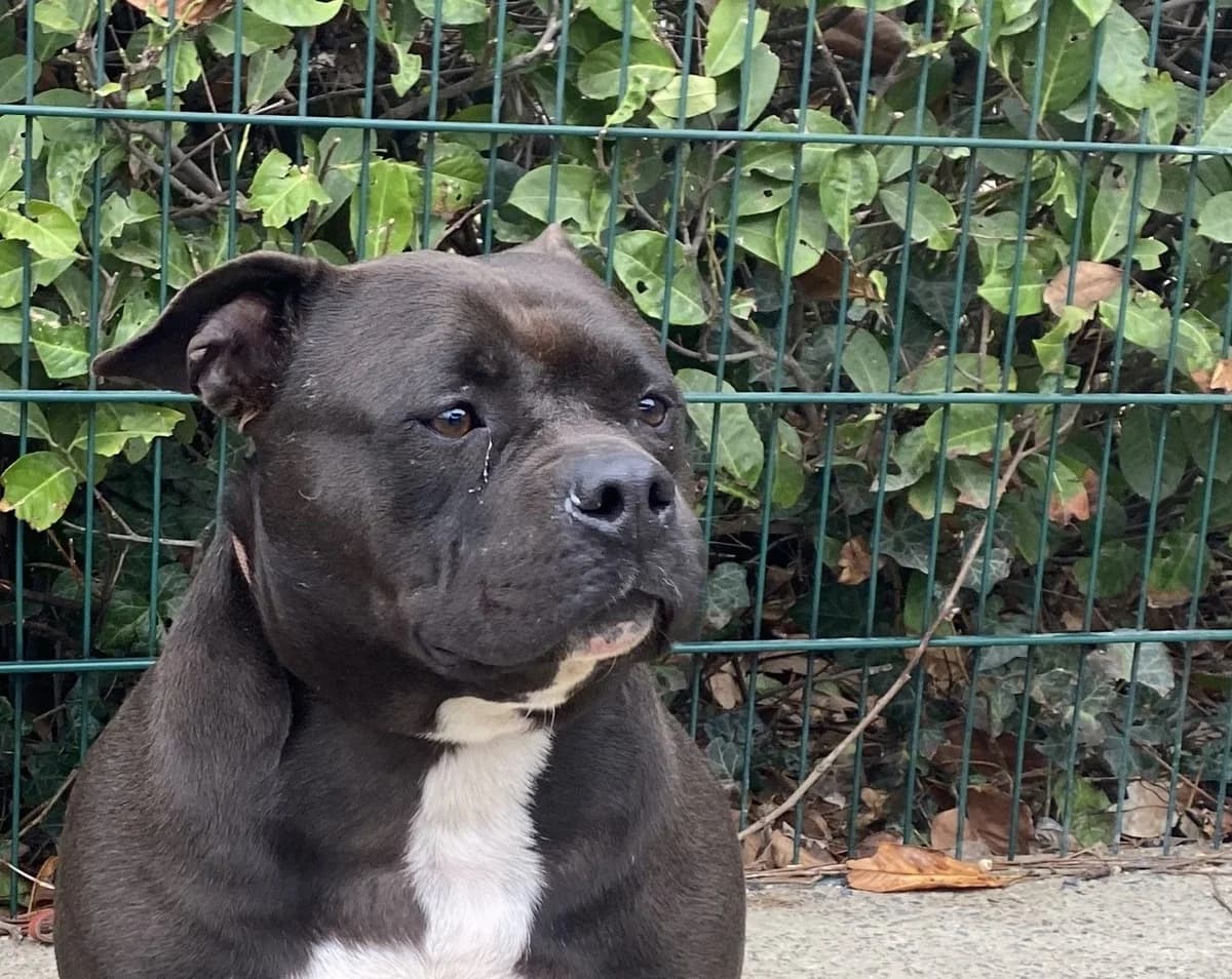 MILA, female mixed breed for adoption at Help Animals, Brussels — photo 2 of 2