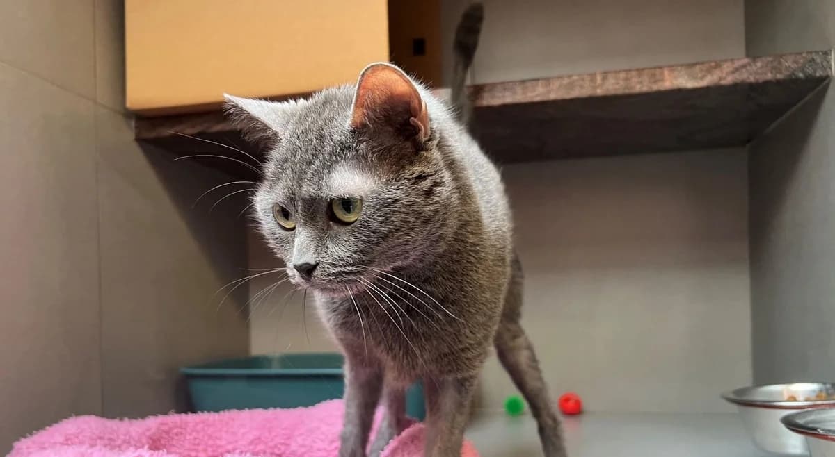 MIA, female 3yo European Shorthair for adoption at Help Animals, Brussels