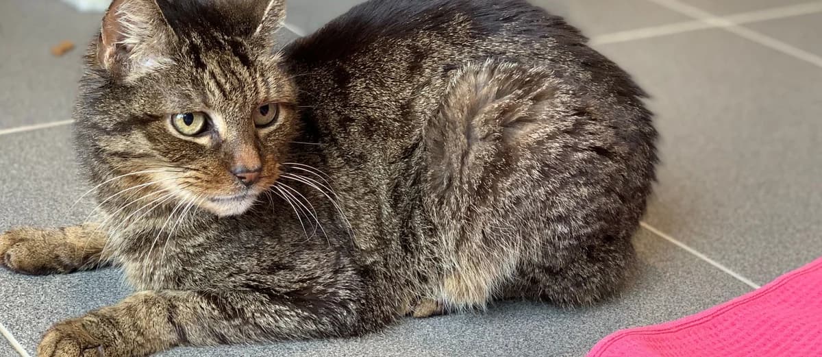 ETOILE, male senior European Shorthair for adoption at Help Animals, Brussels