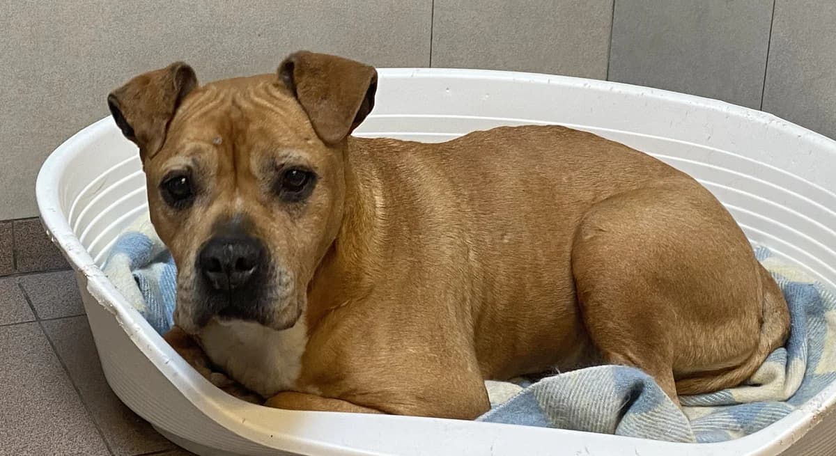 CHIRINE, female senior American Staffordshire Terrier for adoption at Help Animals, Brussels