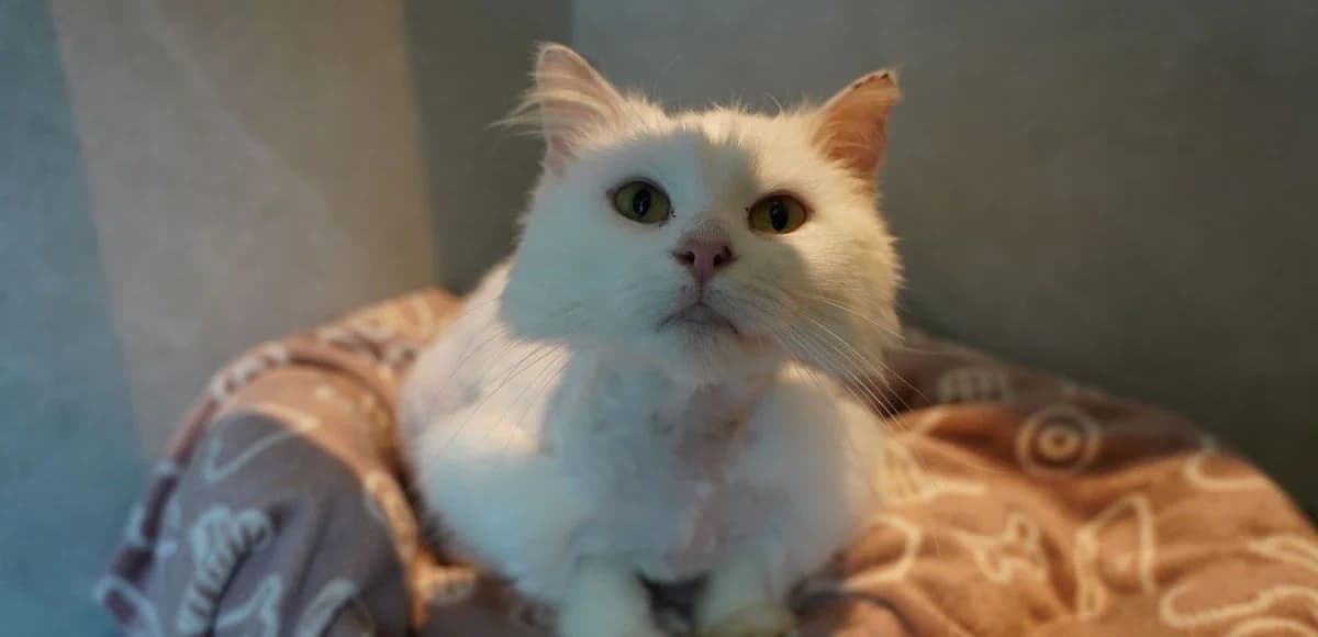 MISPANIK, female European Shorthair for adoption at Help Animals, Brussels