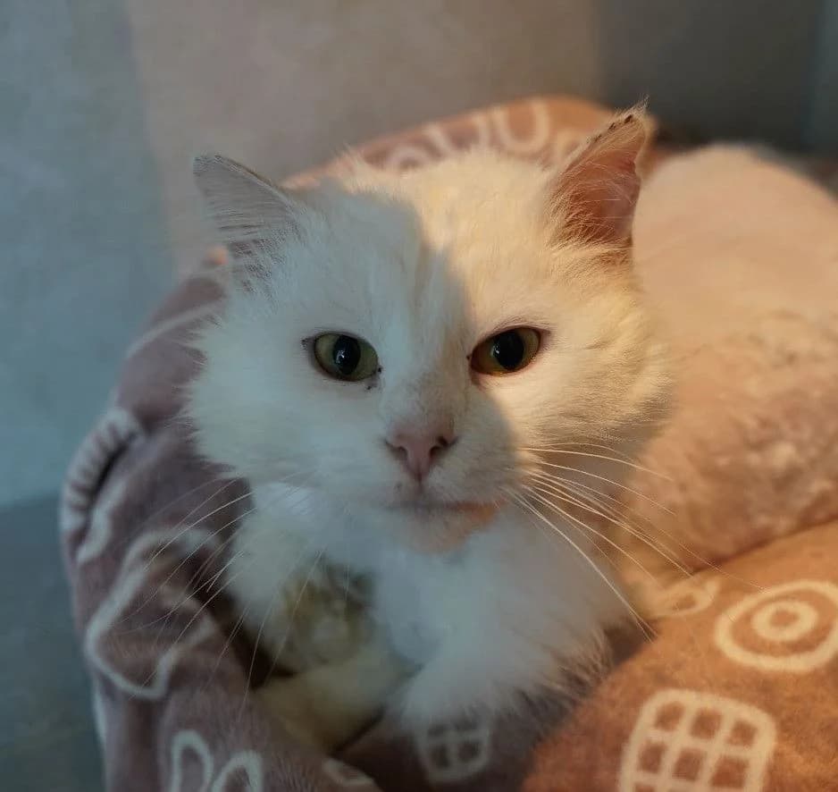 MISPANIK, female European Shorthair for adoption at Help Animals, Brussels — photo 2 of 4