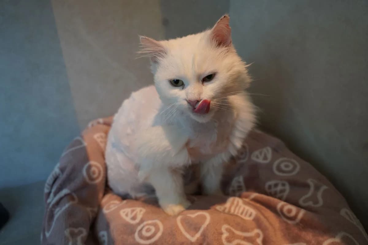 MISPANIK, female European Shorthair for adoption at Help Animals, Brussels — photo 3 of 4