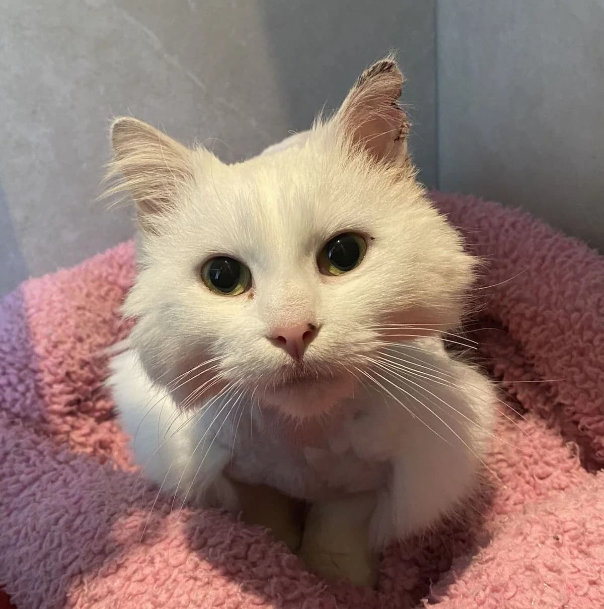 MISPANIK, female European Shorthair for adoption at Help Animals, Brussels — photo 4 of 4