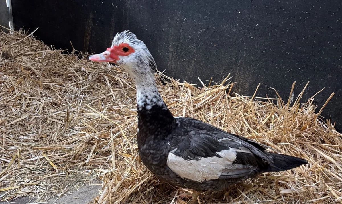 BEYUKA, female mixed breed for adoption at Help Animals, Brussels