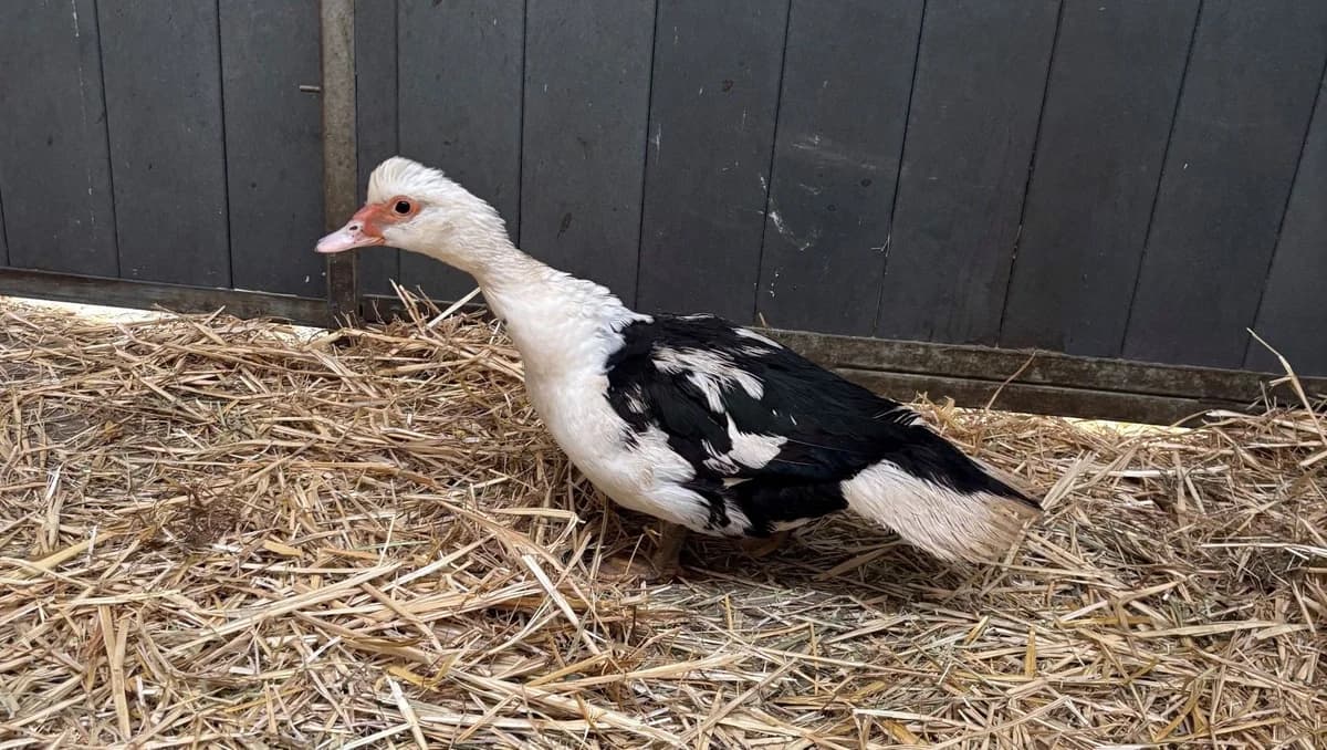 KRYKRY, female mixed breed for adoption at Help Animals, Brussels