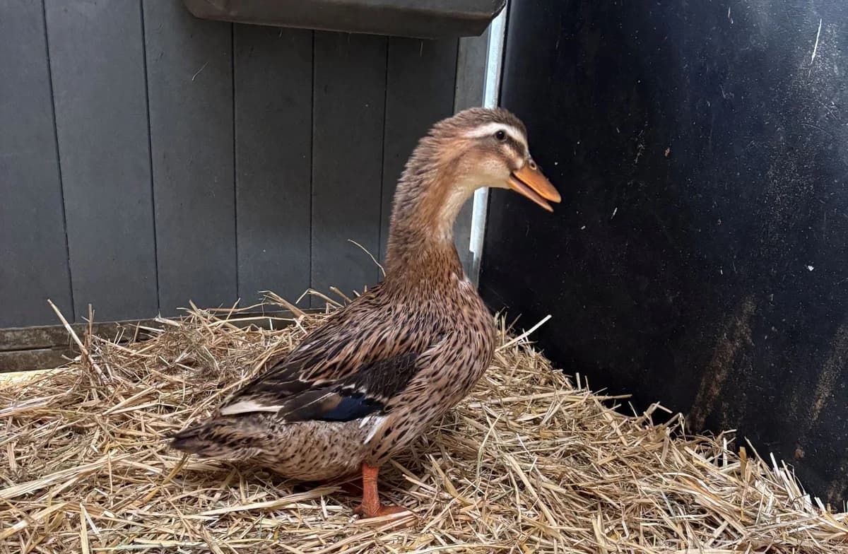 OKUTA, female mixed breed for adoption at Help Animals, Brussels