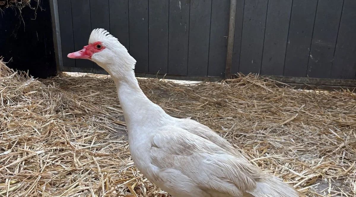 ONEY, female mixed breed for adoption at Help Animals, Brussels