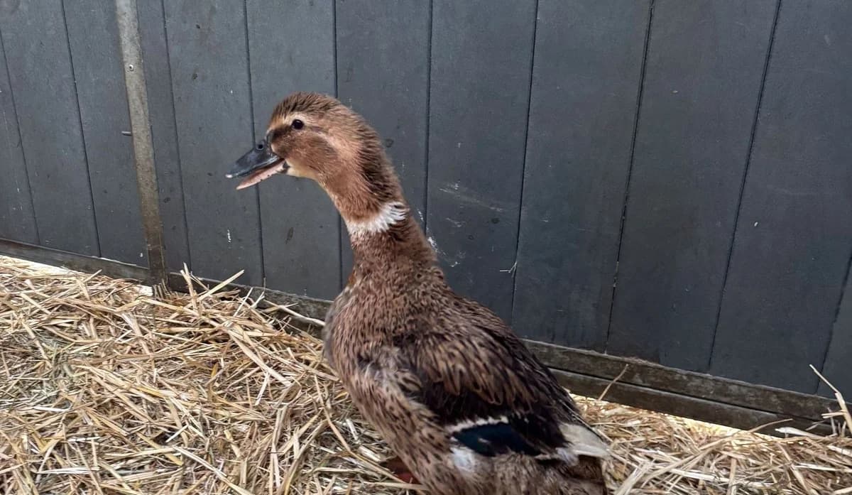 OURBE, female mixed breed for adoption at Help Animals, Brussels