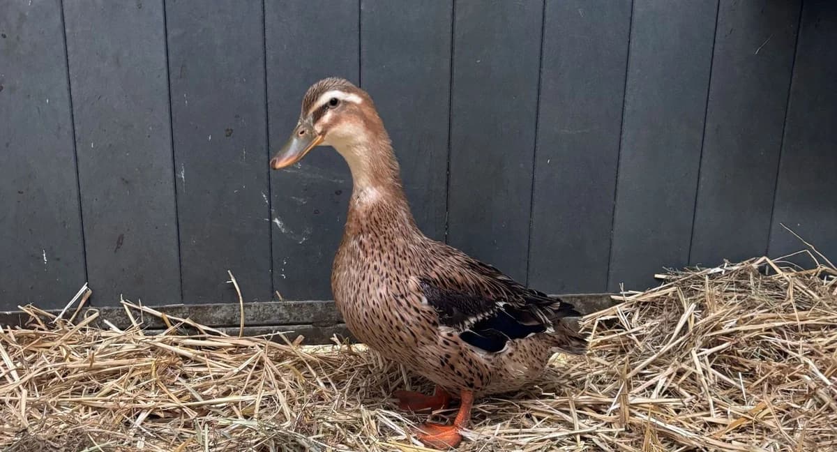 PATTY, female mixed breed for adoption at Help Animals, Brussels