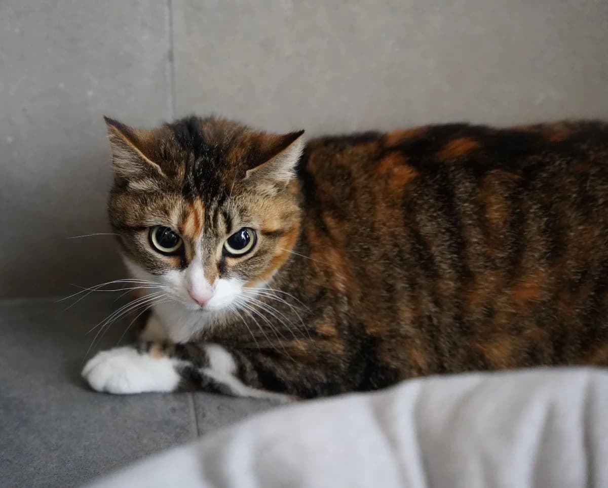 SAGA, female 3yo European Shorthair for adoption at Help Animals, Brussels
