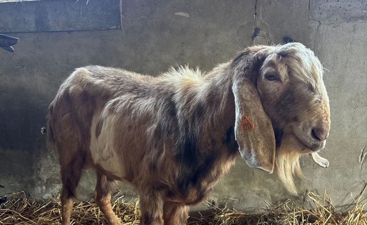 AVATAR, male mixed breed for adoption at Help Animals, Brussels