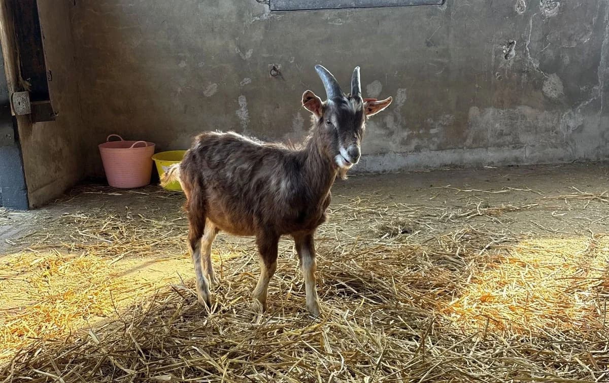 FRELUQUET, male Mixed Breed for adoption at Help Animals, Brussels
