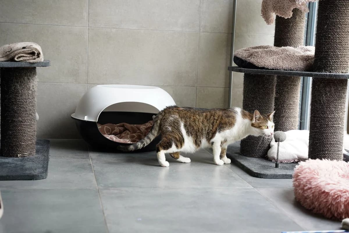 PUCK, male 7yo European Shorthair for adoption at Help Animals, Brussels