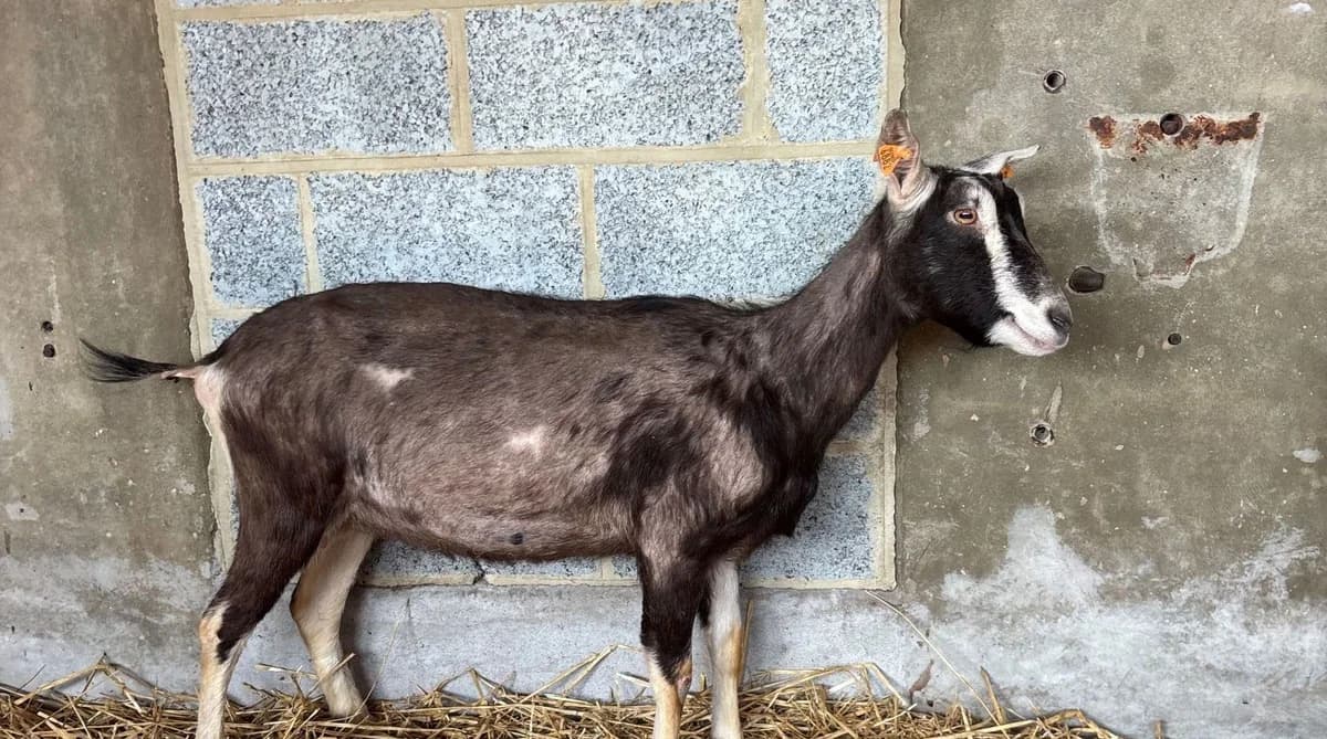 SAKURA, female Mixed Breed for adoption at Help Animals, Brussels