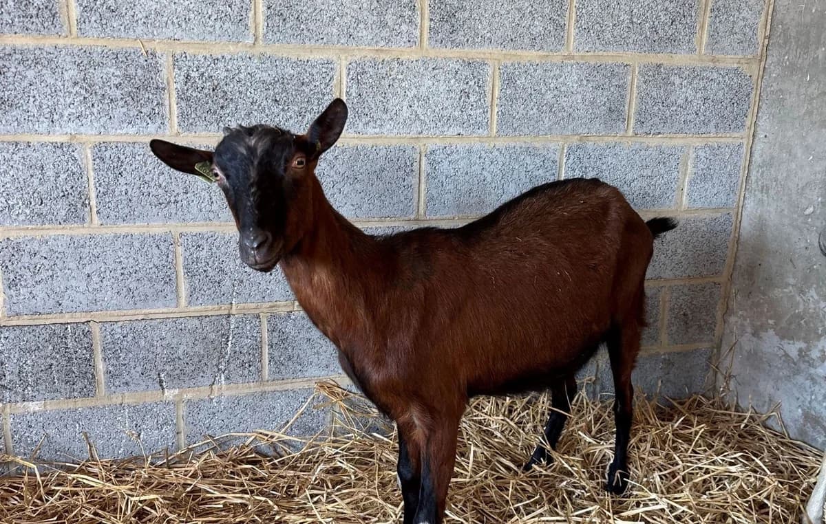 EYWA, female mixed breed for adoption at Help Animals, Brussels