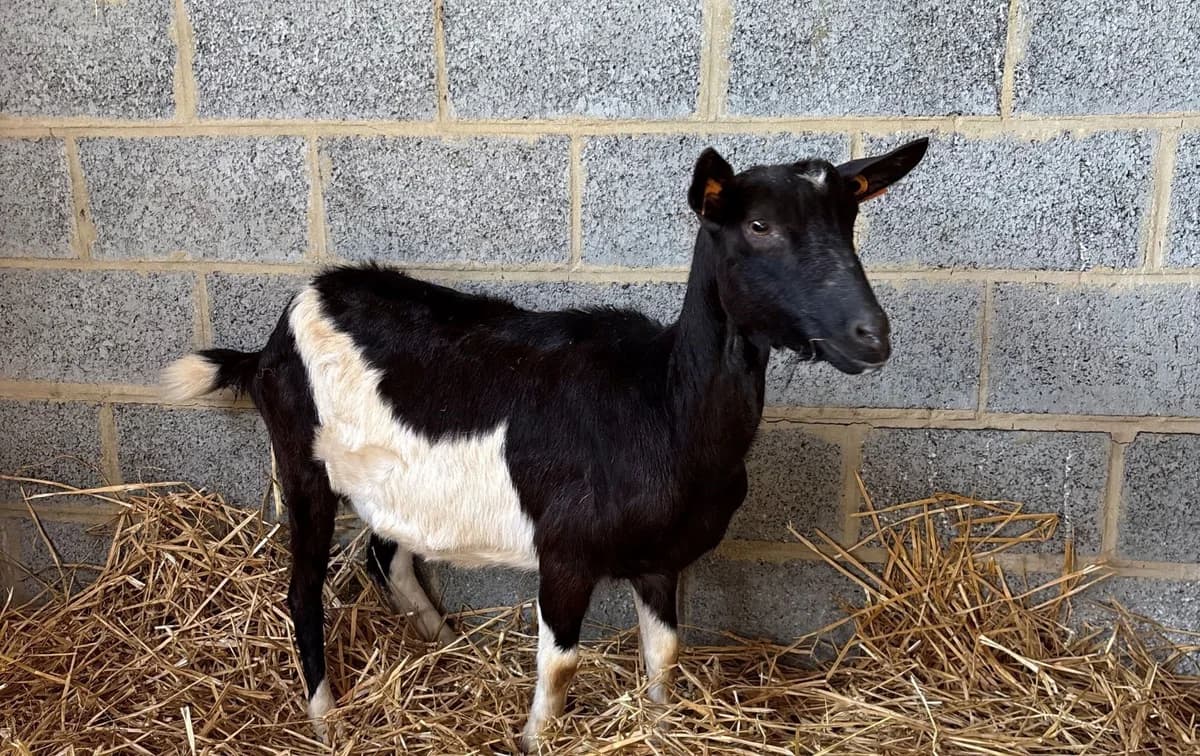 INDIANA, female Mixed Breed for adoption at Help Animals, Brussels