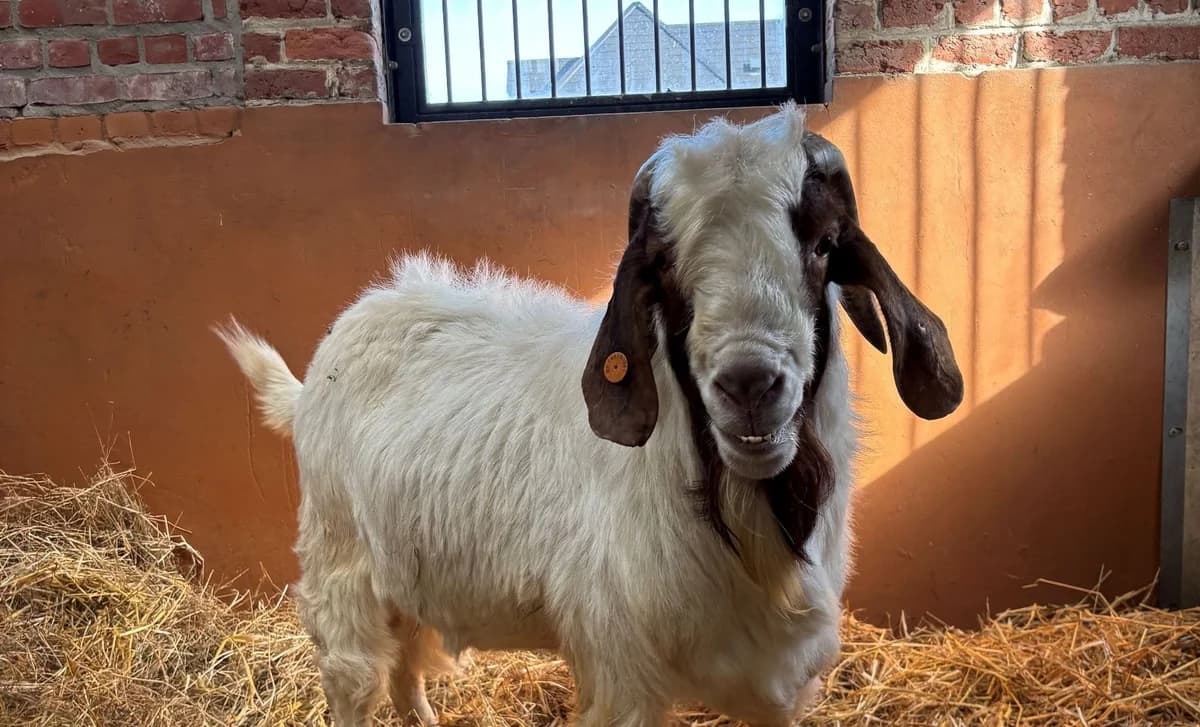 EVIL, male mixed breed for adoption at Help Animals, Brussels