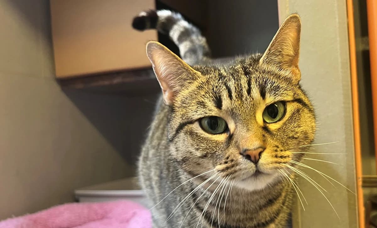 SOLEIL, female European Shorthair for adoption at Help Animals, Brussels