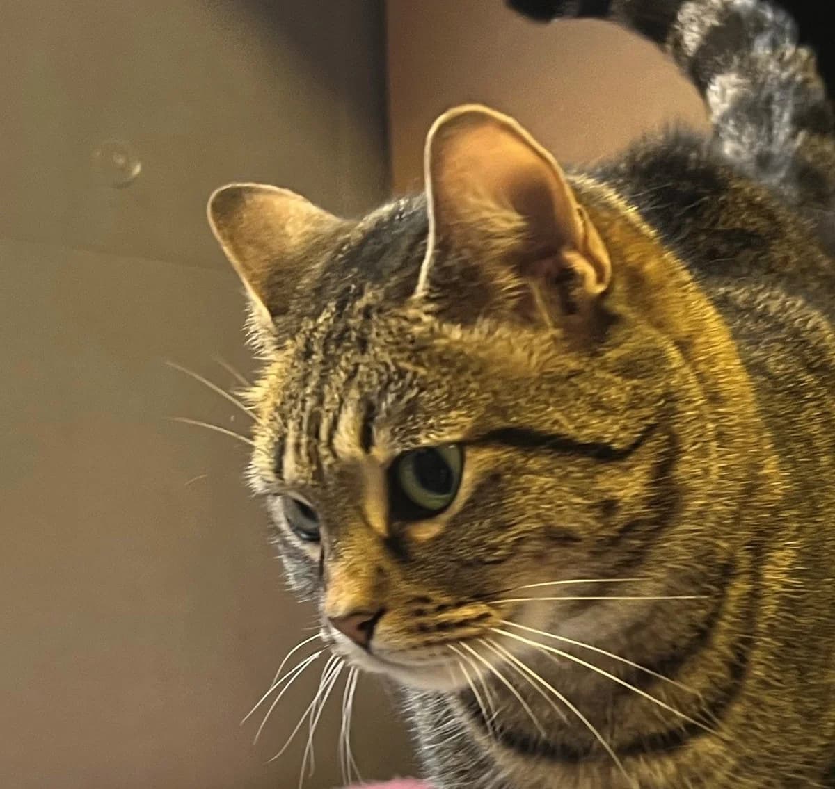 SOLEIL, female European Shorthair for adoption at Help Animals, Brussels — photo 2 of 2