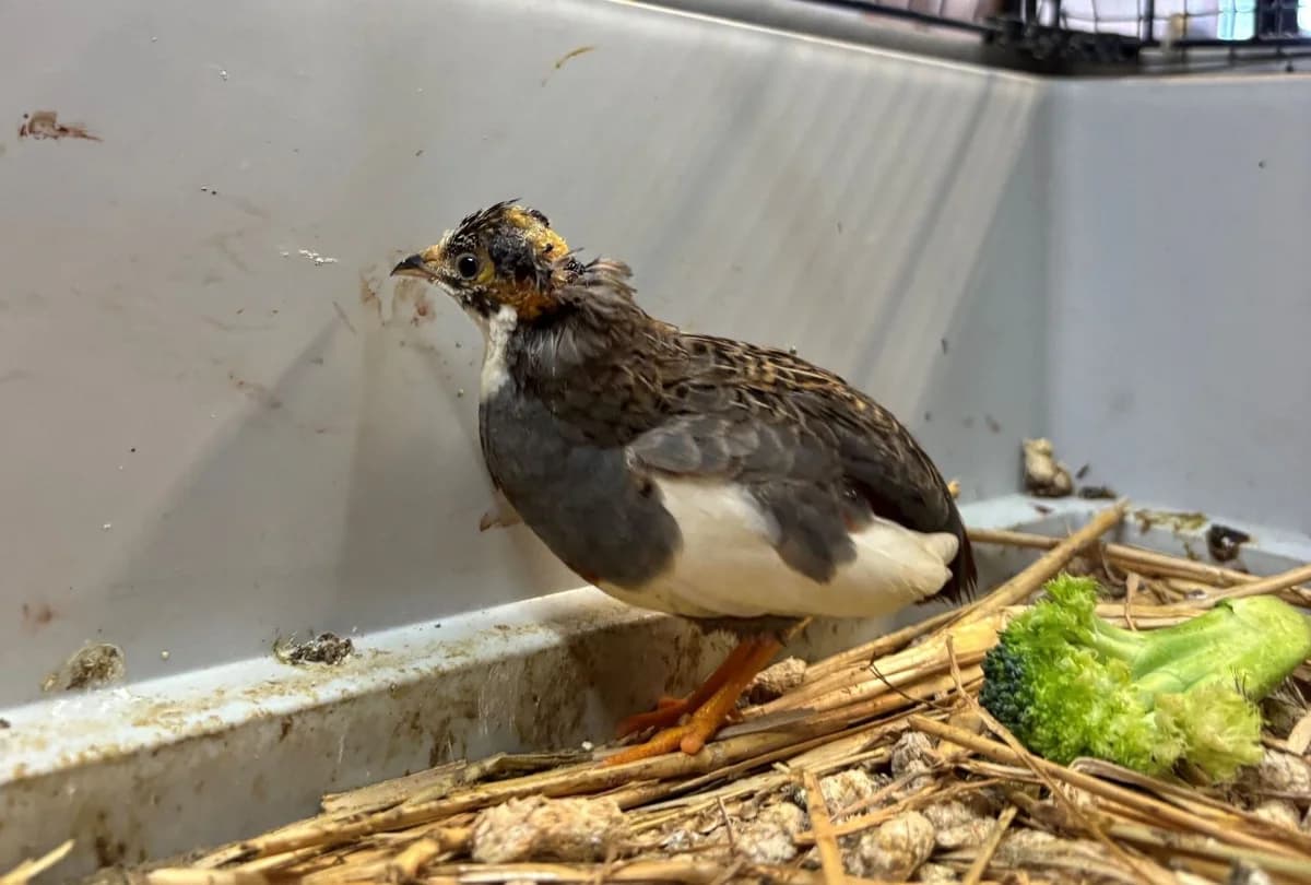 CALOUTE,  puppy mixed breed for adoption at Help Animals, Brussels