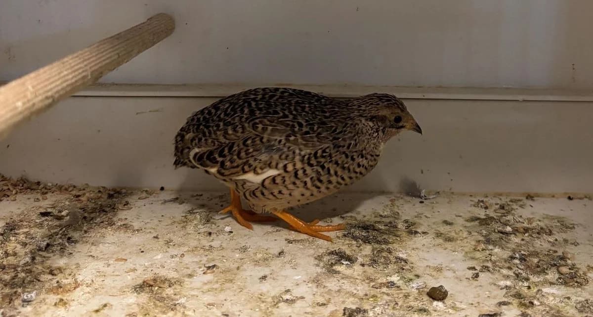 CAITLEN,  puppy mixed breed for adoption at Help Animals, Brussels