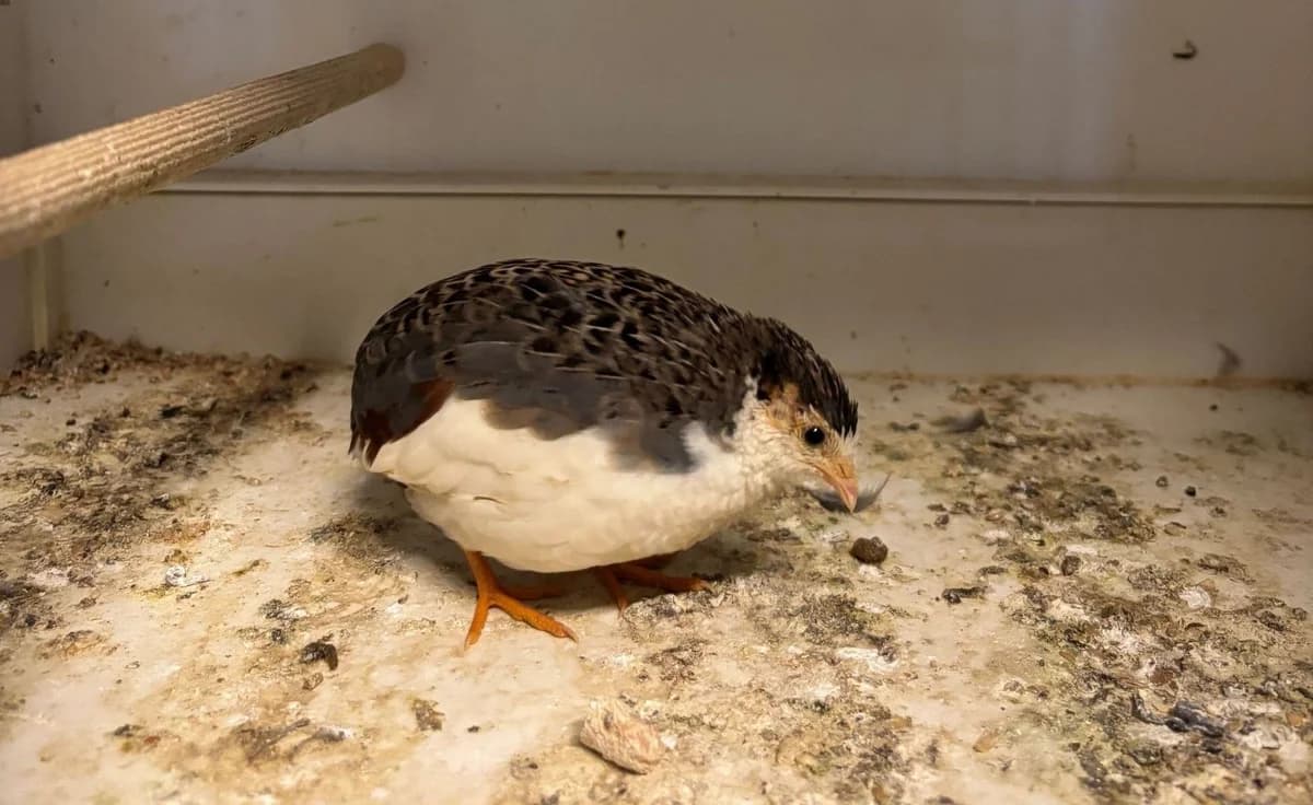 CARMEN,  puppy mixed breed for adoption at Help Animals, Brussels